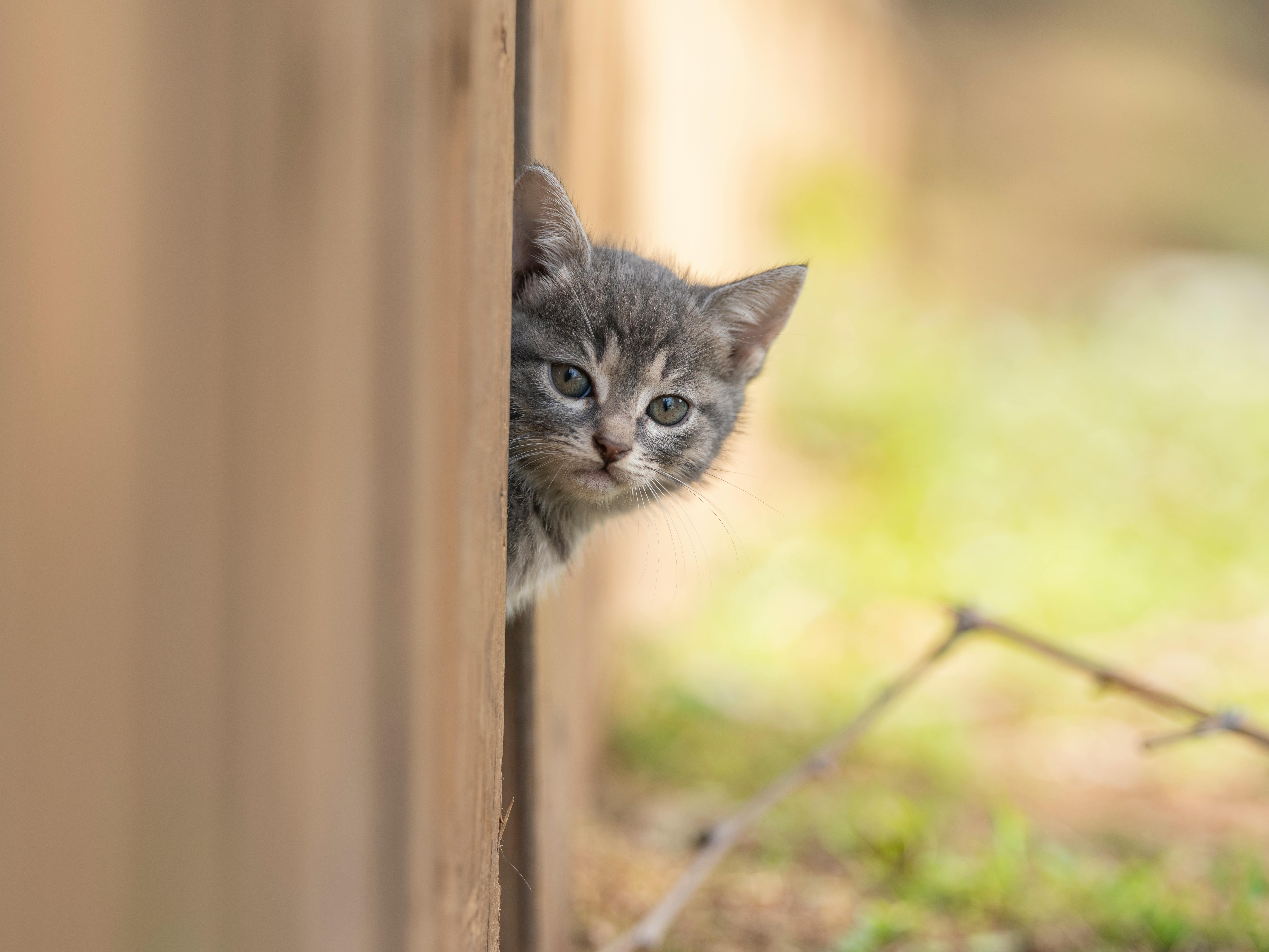 Pet safety this spring: tips and tricks with the ARL — Photo by Engin Akyurt on Pexels