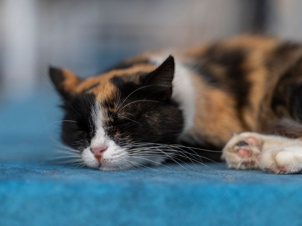 Free sleeping cat Stock Photo