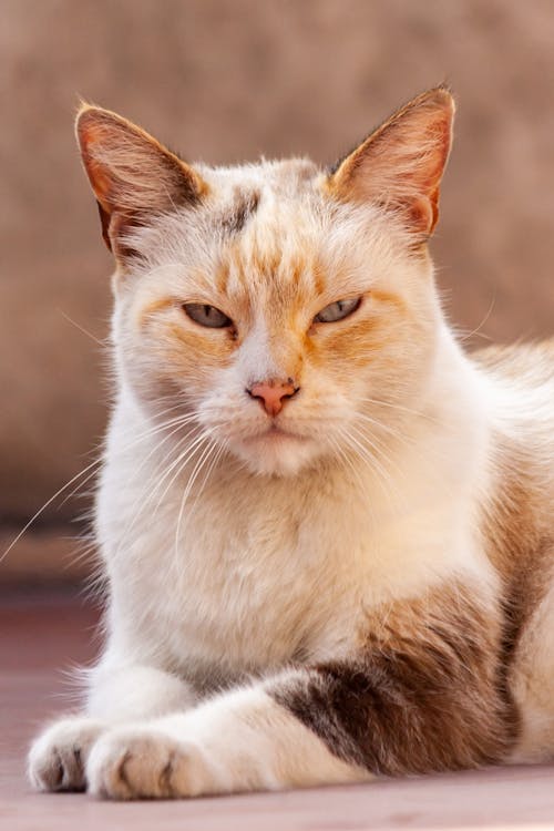 Close up of Cat Lying Down 