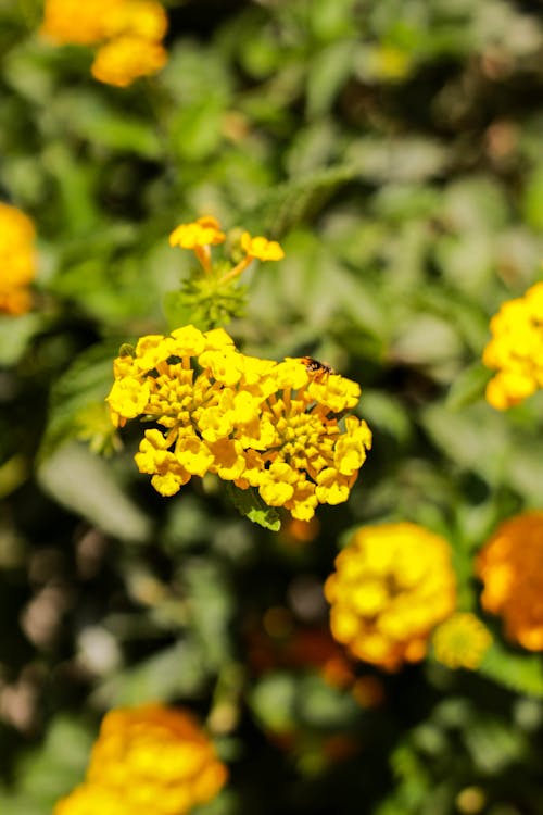 Kostnadsfri bild av gula blommor