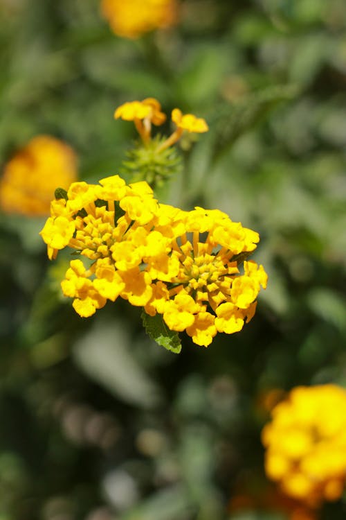 Kostnadsfri bild av gula blommor