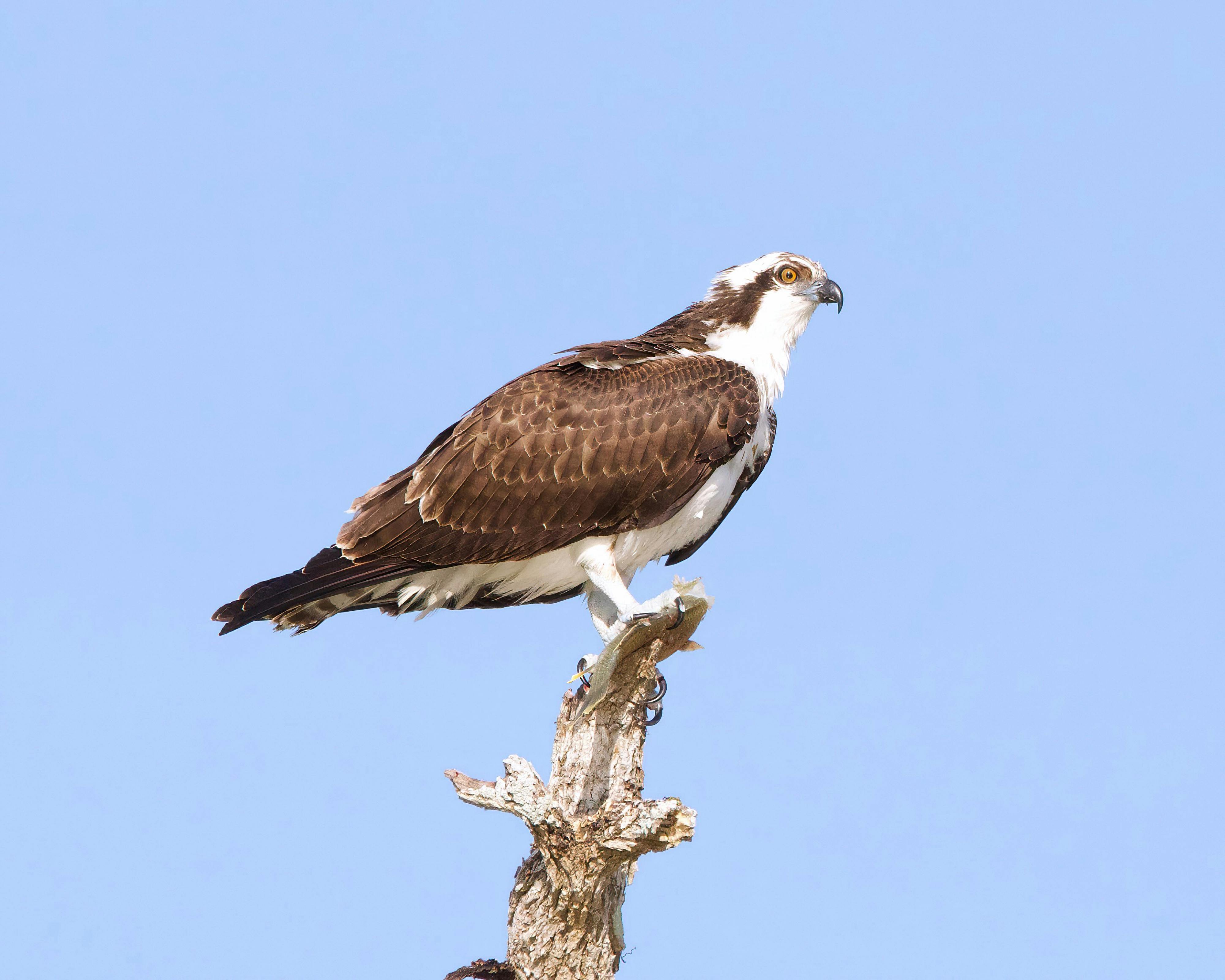 Osprey Photos, Download The BEST Free Osprey Stock Photos & HD Images