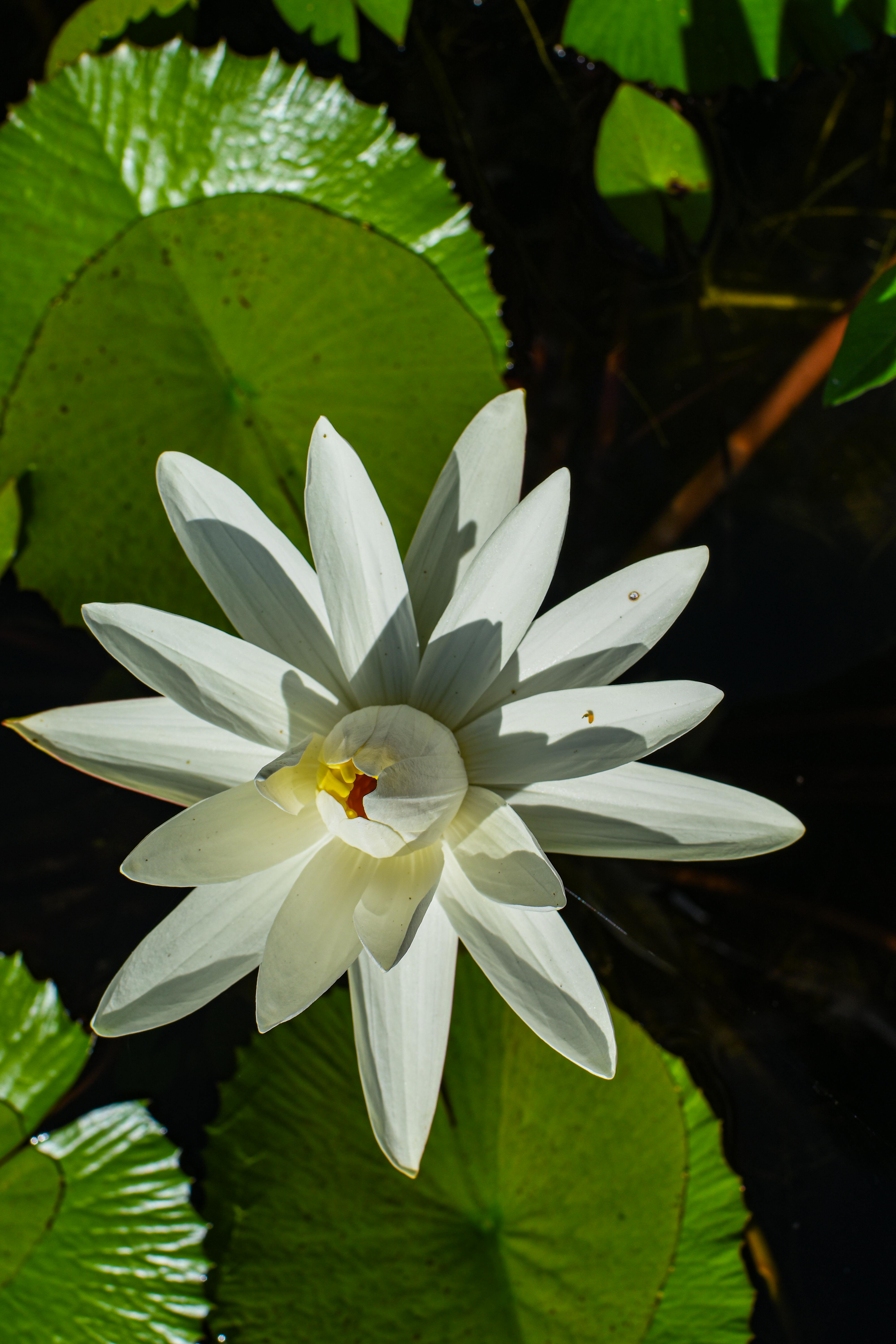 Stunning close-up of a white water lily surrounded by lush green leaves, showcasing nature's beauty.