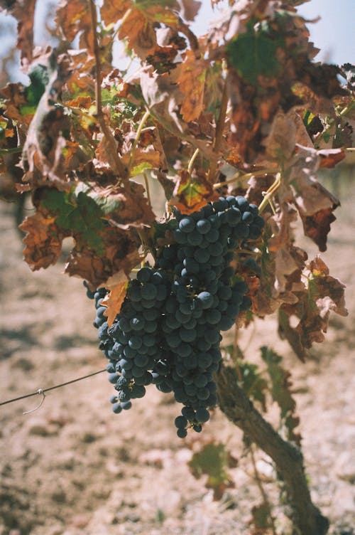 Close-up of Ripe Grapes on a Grapevine 