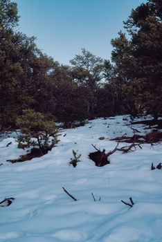 Tranquil winter forest scene with snow-covered ground and evergreen trees.