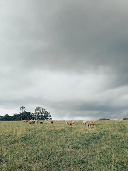 吃草, 垂直拍攝, 多雲的 的 免費圖庫相片