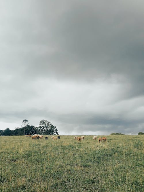 Fotobanka s bezplatnými fotkami na tému dedinský, farma, hospodárske zviera