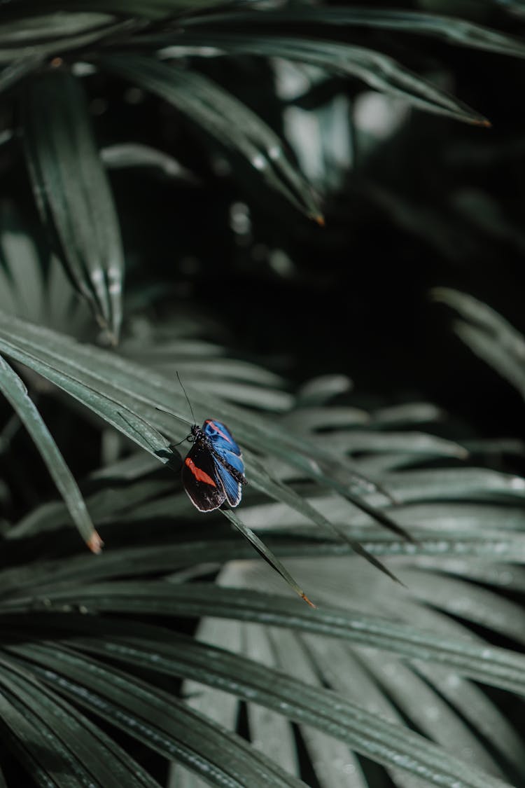 Butterfly On Plant