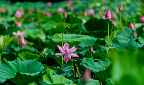 Foto stok gratis berkembang, bunga-bunga, daun-daun hijau