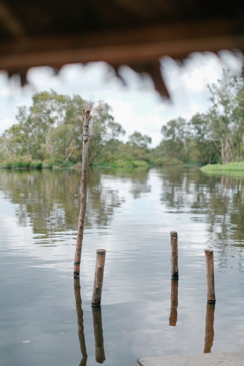 Wooden Poles in a Lake 