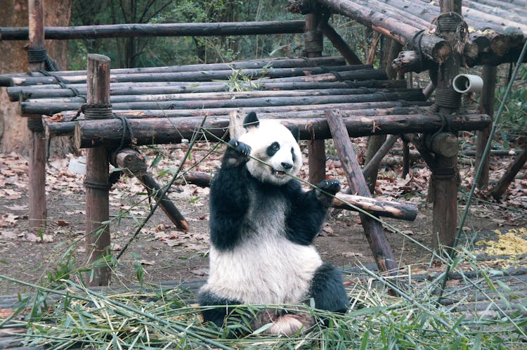 Panda Playing In Zoo