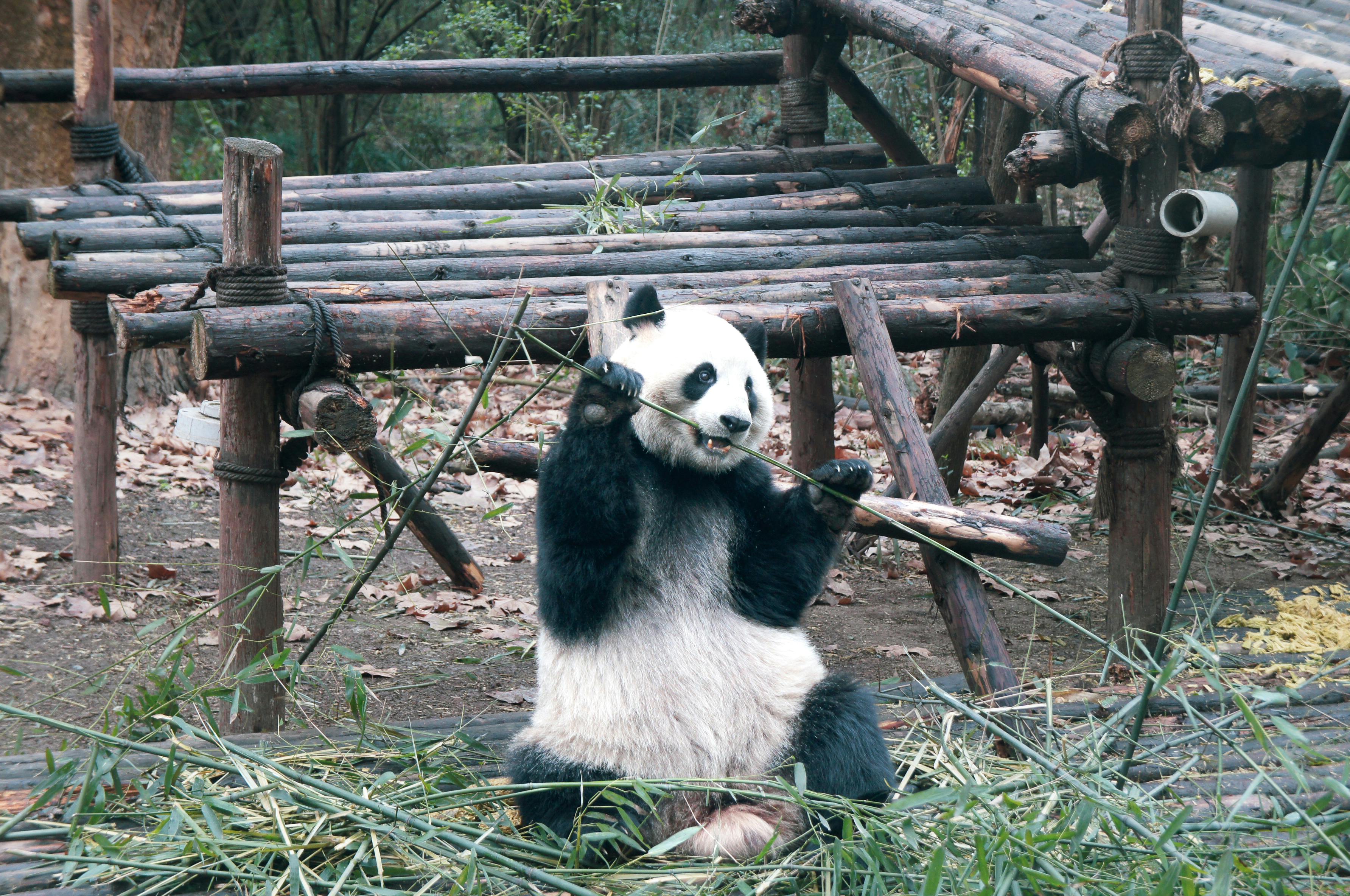 144+ Thousand Cute Panda Royalty-Free Images, Stock Photos