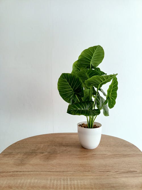 Potted Plant on a Wooden Table