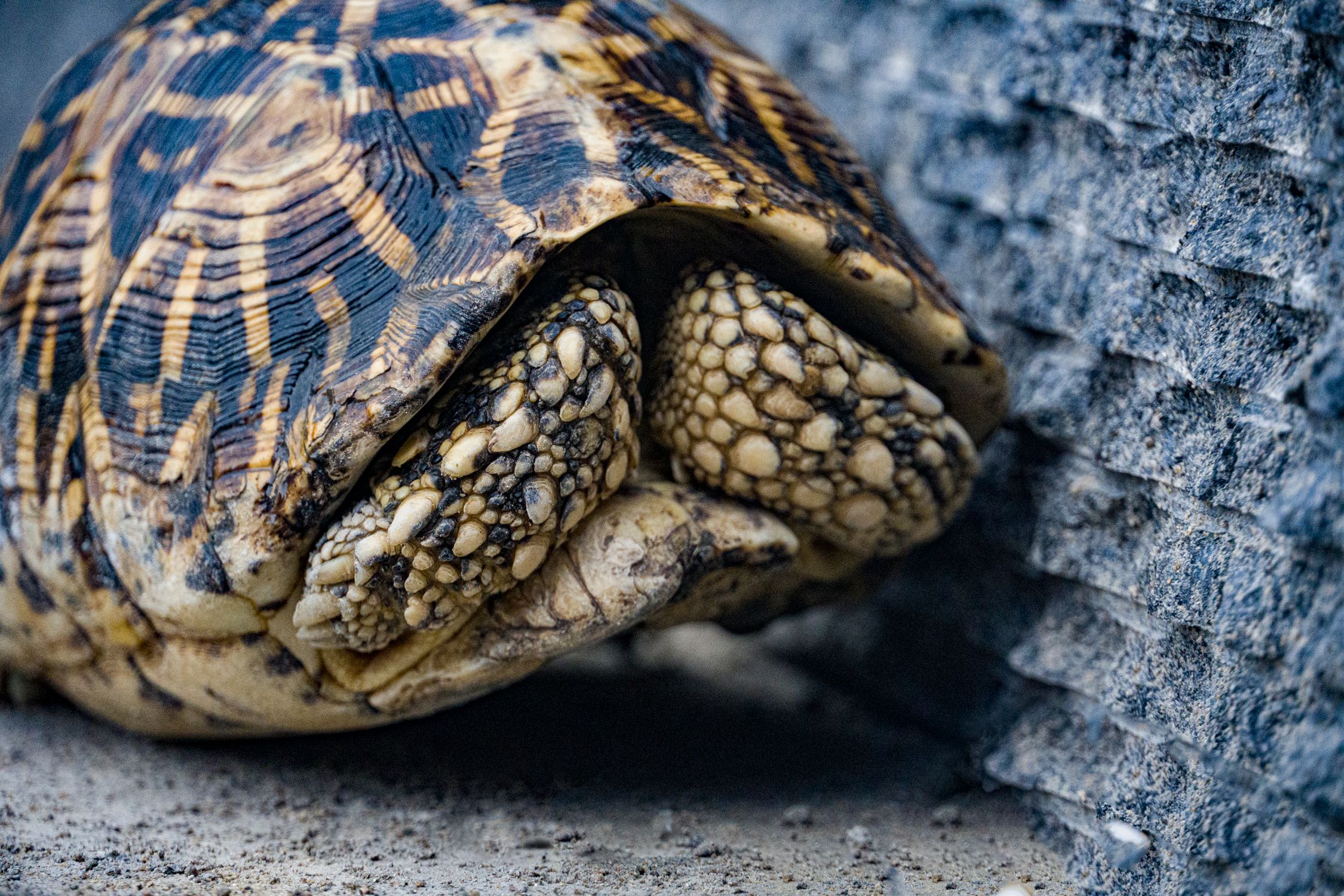 Close-up of a Turtle Hiding in Its Shell · Free Stock Photo