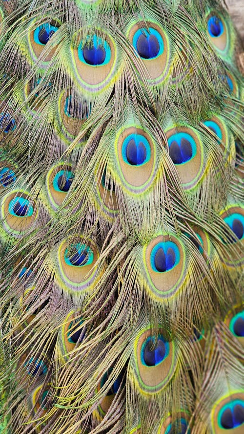 Close-up of Peacock Feathers 