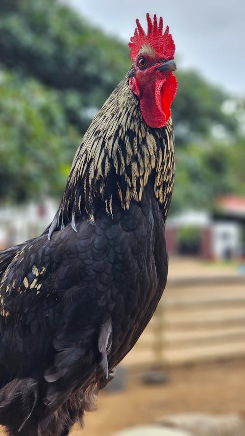 Portrait of a Black Chicken