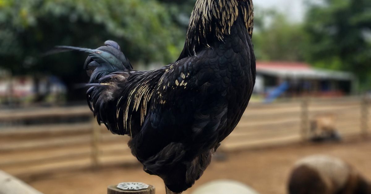 Rooster Look Back Rooster on Wooden Fence · Free Stock Photo