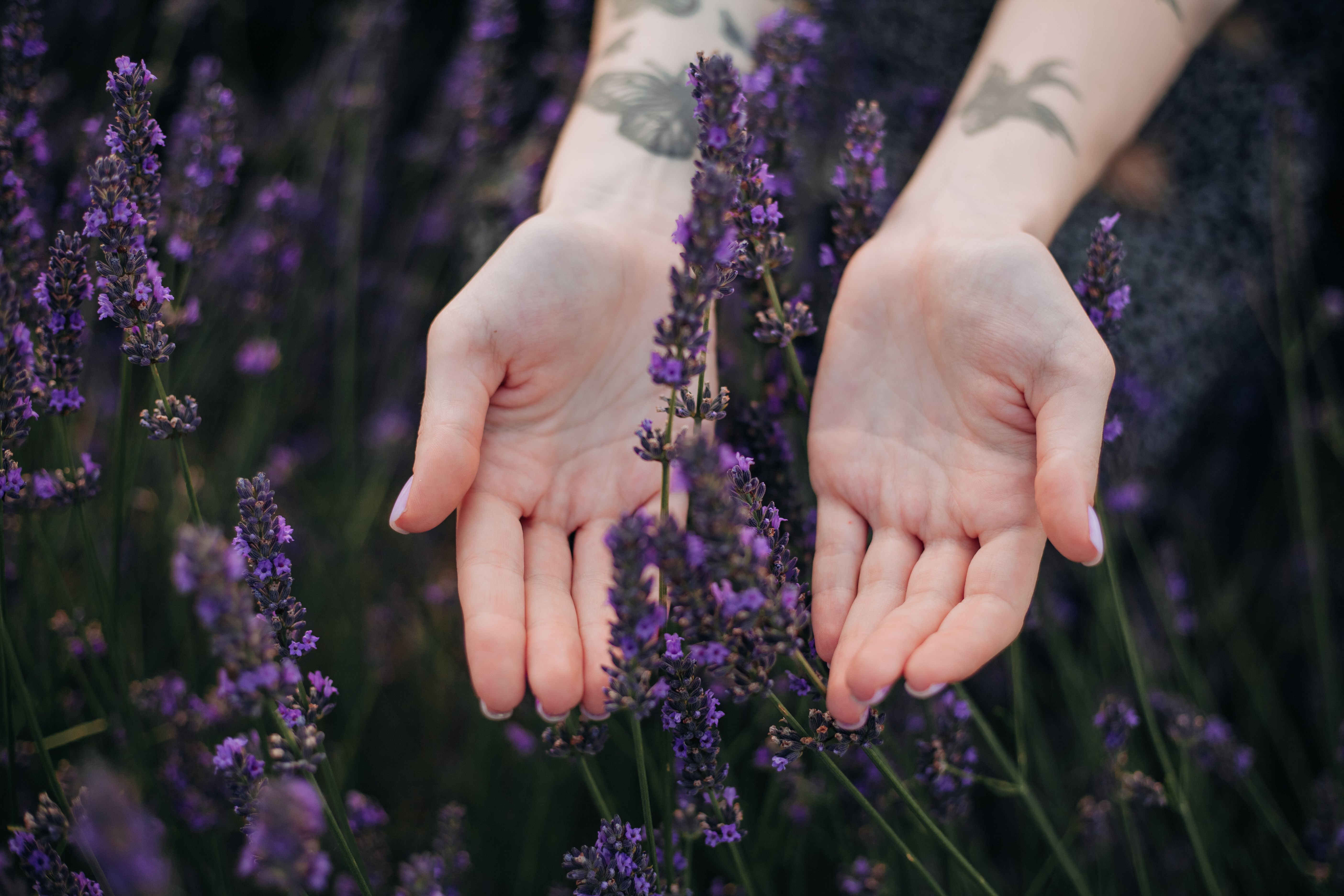 Tattooed hands gently touching lavender flowers in a serene field, capturing the essence of summer.