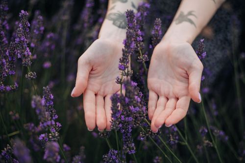 Free Tattooed hands gently touching lavender flowers in a serene field, capturing the essence of summer. Stock Photo