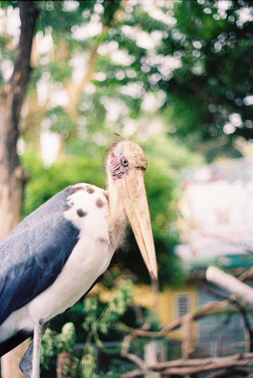 セレクティブフォーカス, マラボウコウノトリ, 動物の写真の無料の写真素材
