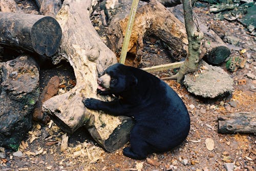 Free Black Bear Lying on a Wooden Log Stock Photo