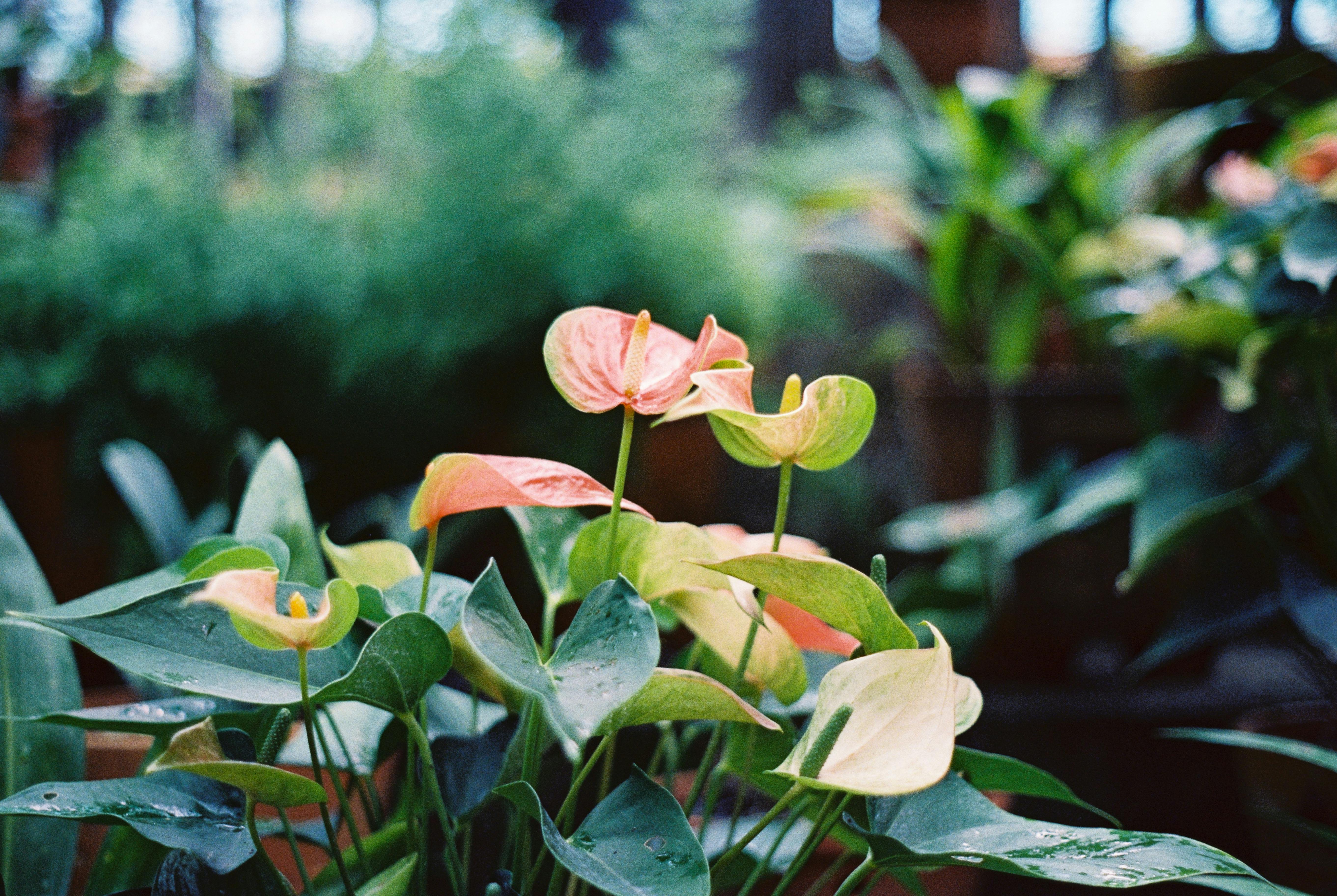 Flamingo Lilies Blooming Outdoors · Free Stock Photo