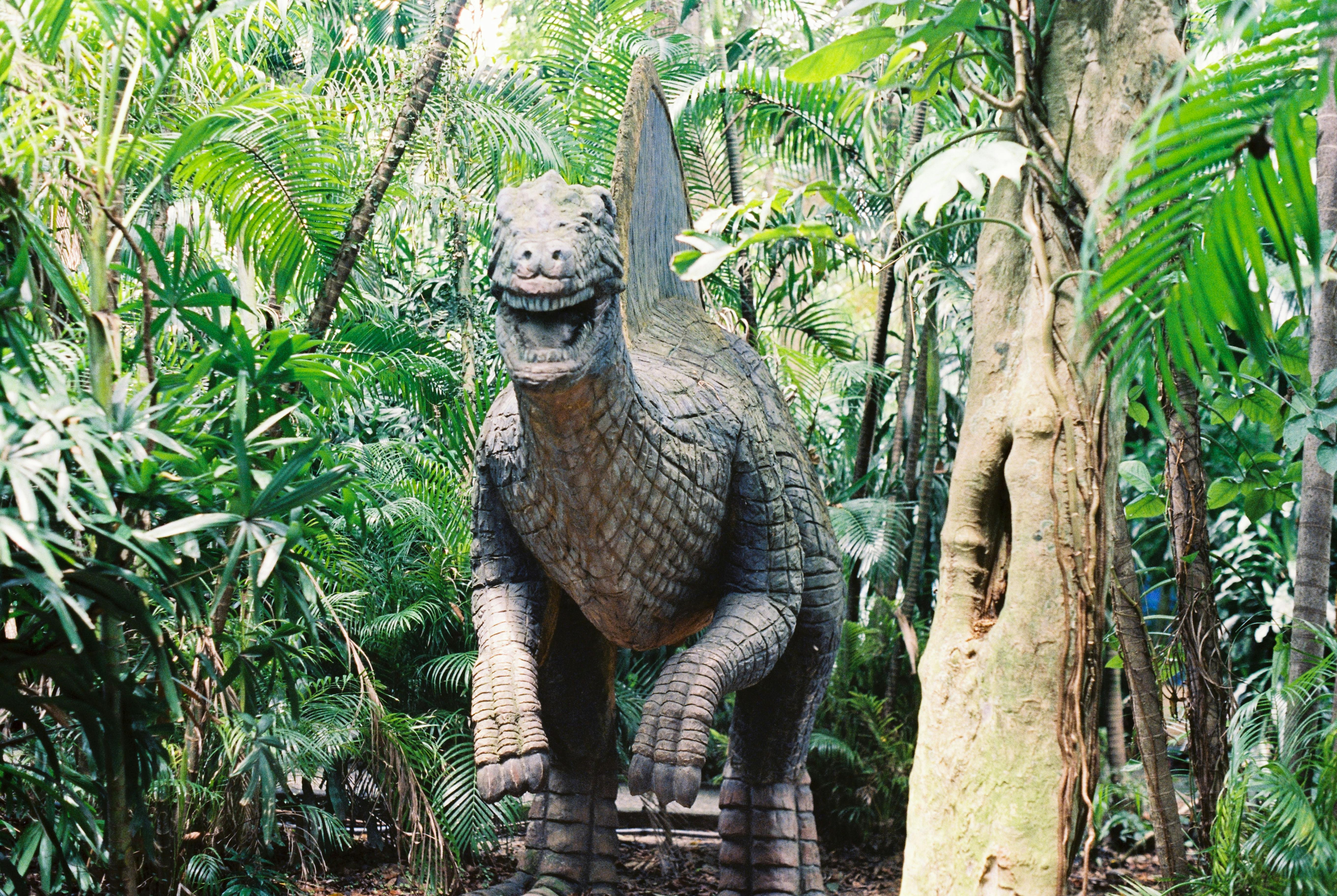 Ingyenes stockfotó ág, állatvilág, bemutat témában Stockfotó