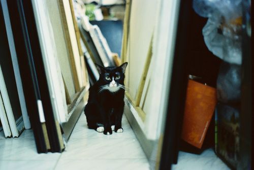 Free A black and white cat sits on a tiled floor amid stacked artwork frames in a storage room. Stock Photo