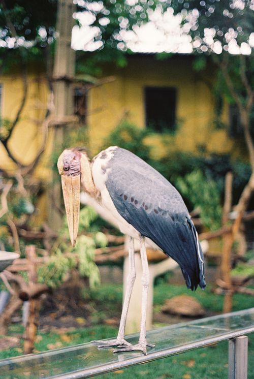 Free A marabou stork standing on a railing in a natural outdoor setting. Stock Photo
