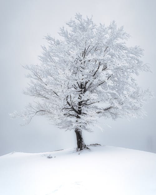 Бесплатное стоковое фото с вертикальный выстрел, зима, простуда