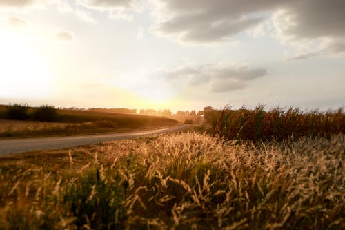 Kostenloses Stock Foto zu Ã„cker, bauernhof, fieldsofgold