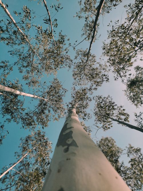 Free Low angle shot of tall trees with scattered leaves reaching towards the sky. Stock Photo