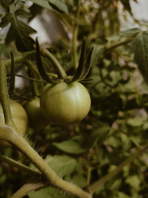 Free A close-up shot of a green tomato growing organically on a vine, showcasing fresh cultivation. Stock Photo