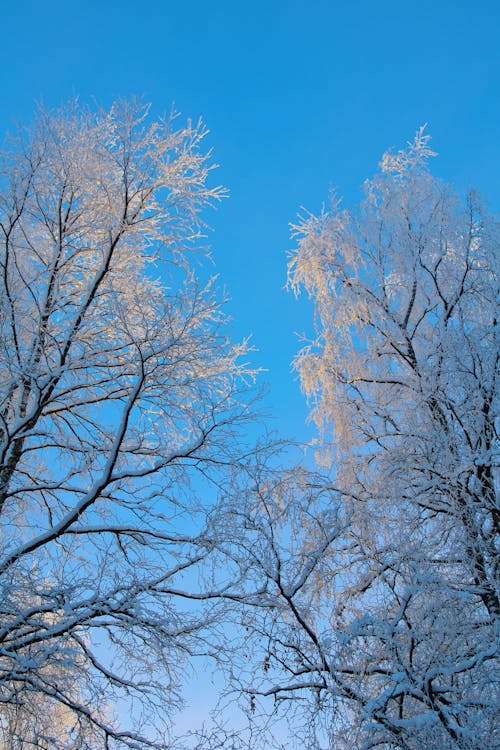 Photos gratuites de arbres, ciel clair, contre-plongée