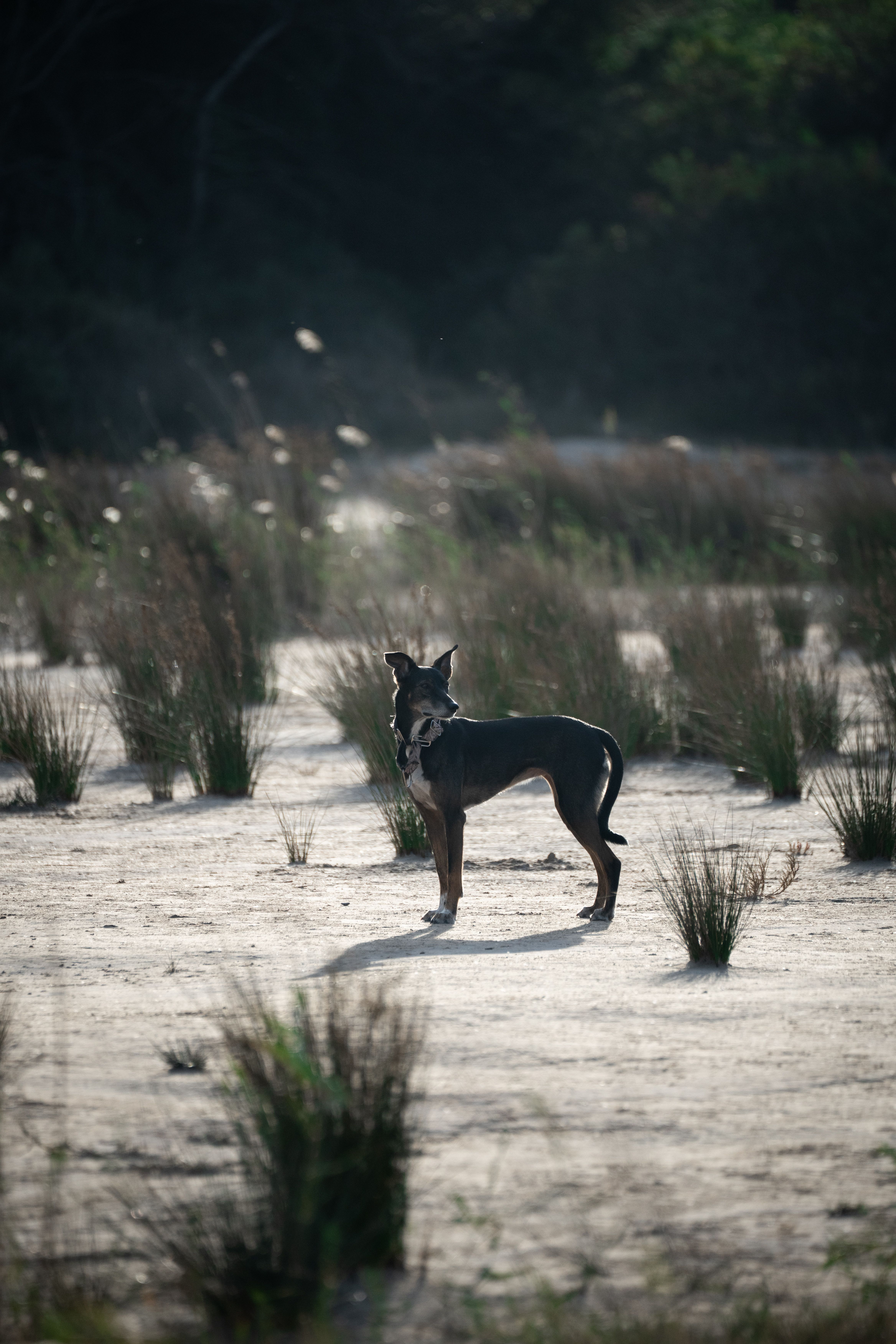 View of Dog among Weeds on Ground · Free Stock Photo