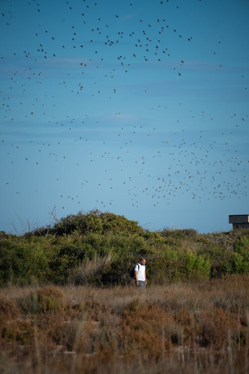 Birds Flying over Man Walking on Grassland