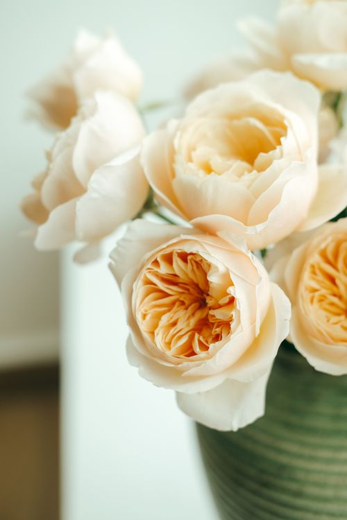 Free A close-up view of fresh cream roses in a green vase in natural light. Stock Photo