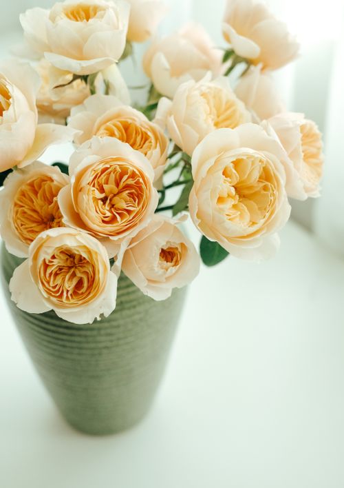 Free Close-up of delicate yellow roses in a green vase with a white background, perfect for decor themes. Stock Photo