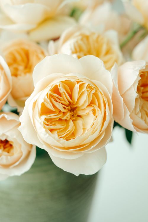 Free Elegant close-up of pale peach roses in full bloom, capturing their beauty and detail. Stock Photo