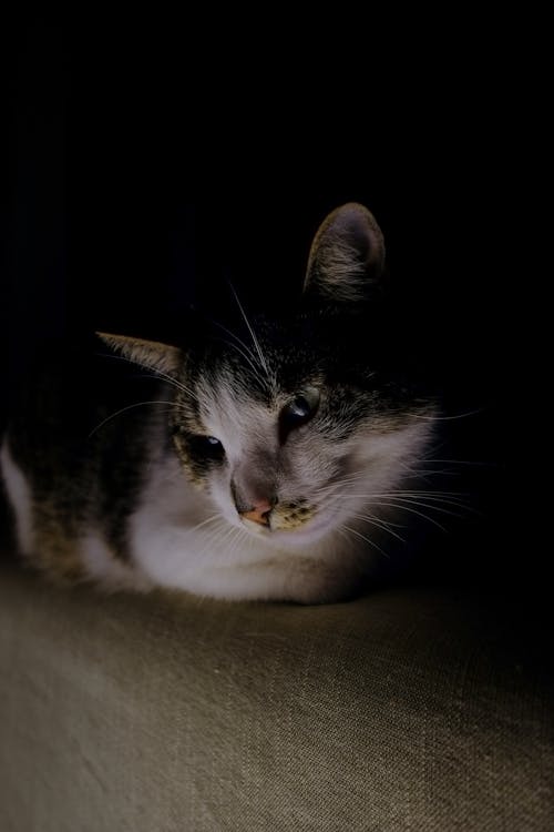 Close-Up Photo of Cat