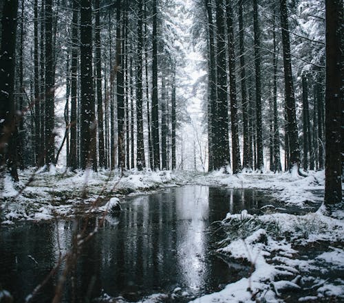 A Large Puddle in a Snowy Forest