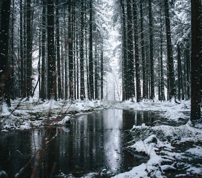 Serene winter scene in a snow-covered forest with trees reflecting in a puddle.
