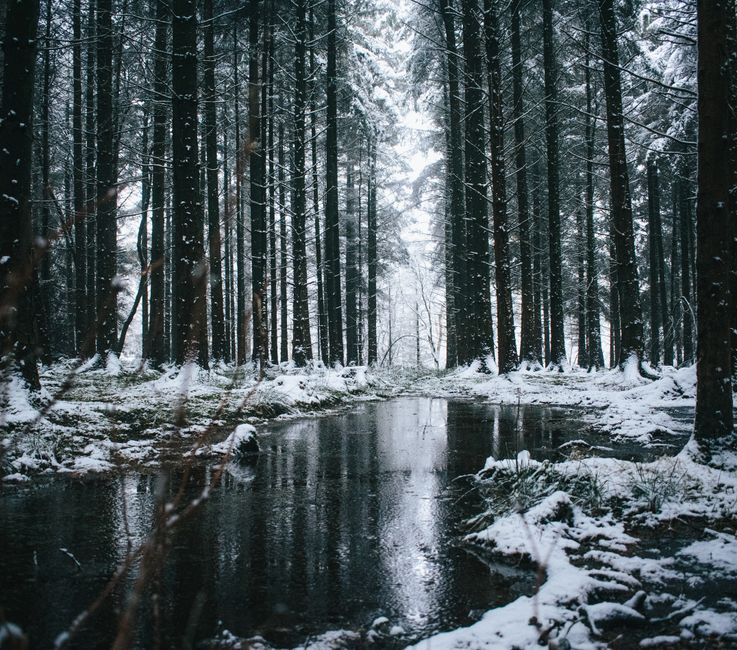 Serene winter scene in a snow-covered forest with trees reflecting in a puddle.