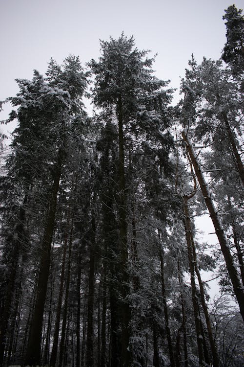 Coniferous Trees Covered with Snow 