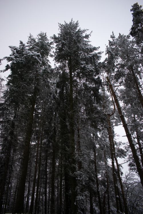 Free Tall snow-covered evergreen trees reaching into the cloudy winter sky. Stock Photo
