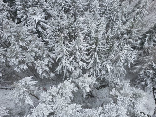Aerial View of a Forest in Winter 