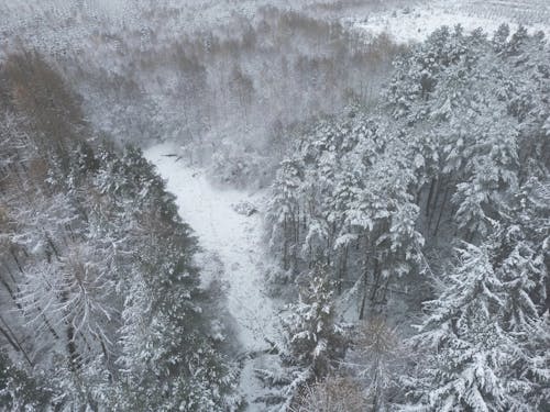 Foto profissional grátis de árvores, congelado, conífera