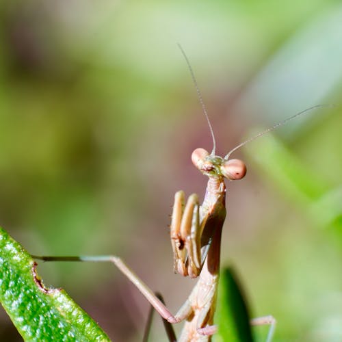 Foto stok gratis belalang sembah, fotografi serangga