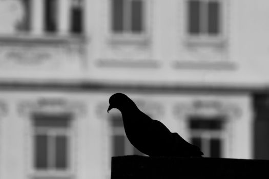 A pigeon 