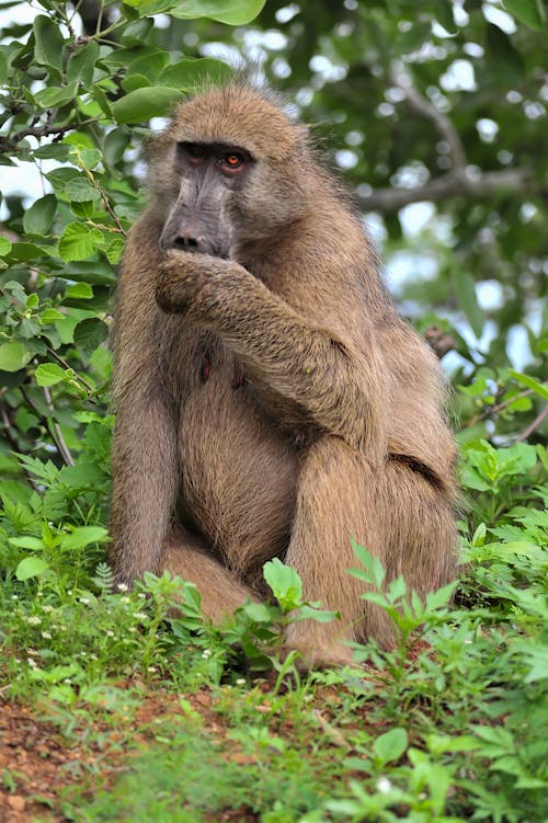 Sitting Baboon in Nature